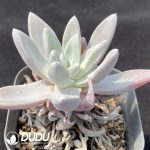 Dudleya Pauciflora - Image 2