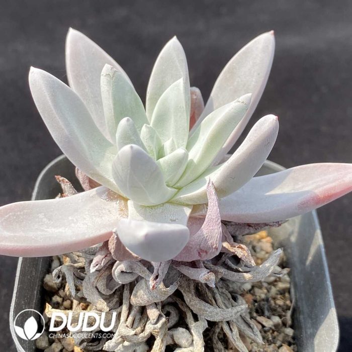 Dudleya Pauciflora - Image 2