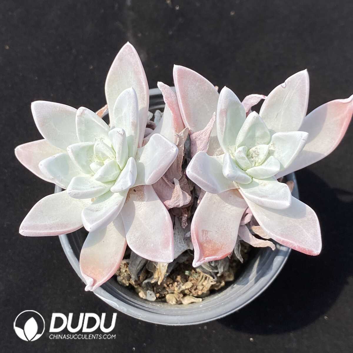 1751013979-e201.jpg Dudleya Pauciflora Double Heads - Image 1