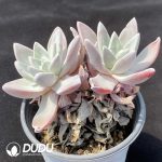 Dudleya Pauciflora Double Heads - Image 2