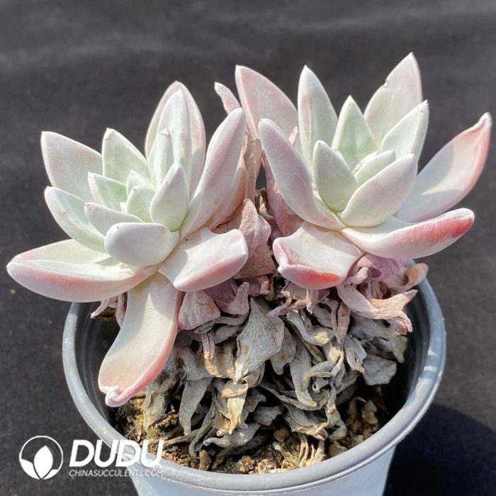 Dudleya Pauciflora Double Heads - Image 2