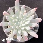 Dudleya virens ssp. hassei