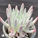 Dudleya virens ssp. hassei - Image 2