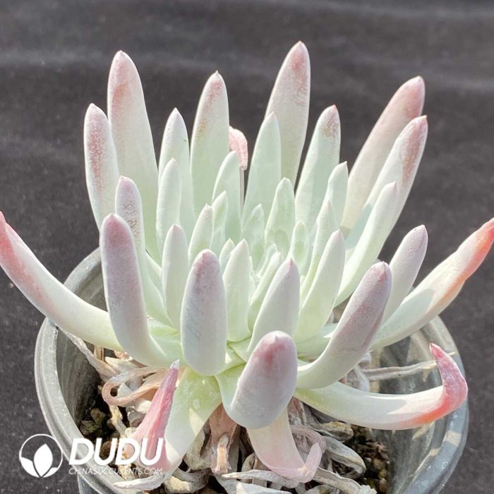 Dudleya virens ssp. hassei - Image 2