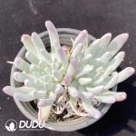 Dudleya virens ssp. hassei Double Heads