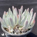 Dudleya virens ssp. hassei Double Heads - Image 2