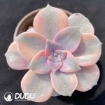 Graptopetalum Purple Delight Variegated