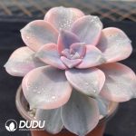 Graptopetalum Purple Delight Variegated - Image 2