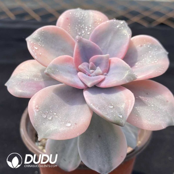 Graptopetalum Purple Delight Variegated - Image 2