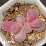 Lithops Optica 'Rubra' Double Heads
