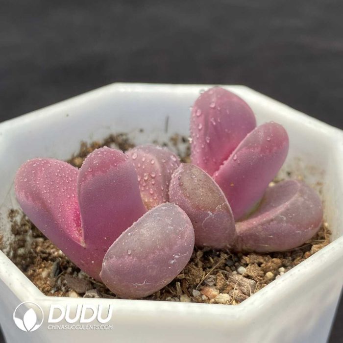 Lithops Optica 'Rubra' Double Heads - Image 2