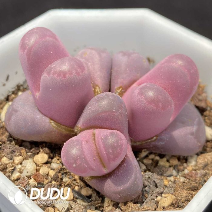Lithops Optica 'Rubra' Cluster - Image 2