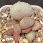 Adromischus The Duchess