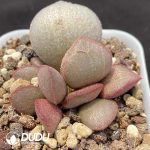 Adromischus The Duchess - Image 2