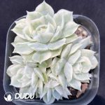 Echeveria Onslow Variegated Cluster