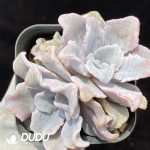 Echeveria White Madiba Double Heads