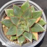 Echeveria Monocerotis Variegated Painting Face