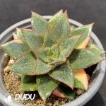 Echeveria Monocerotis Variegated Painting Face - Image 2