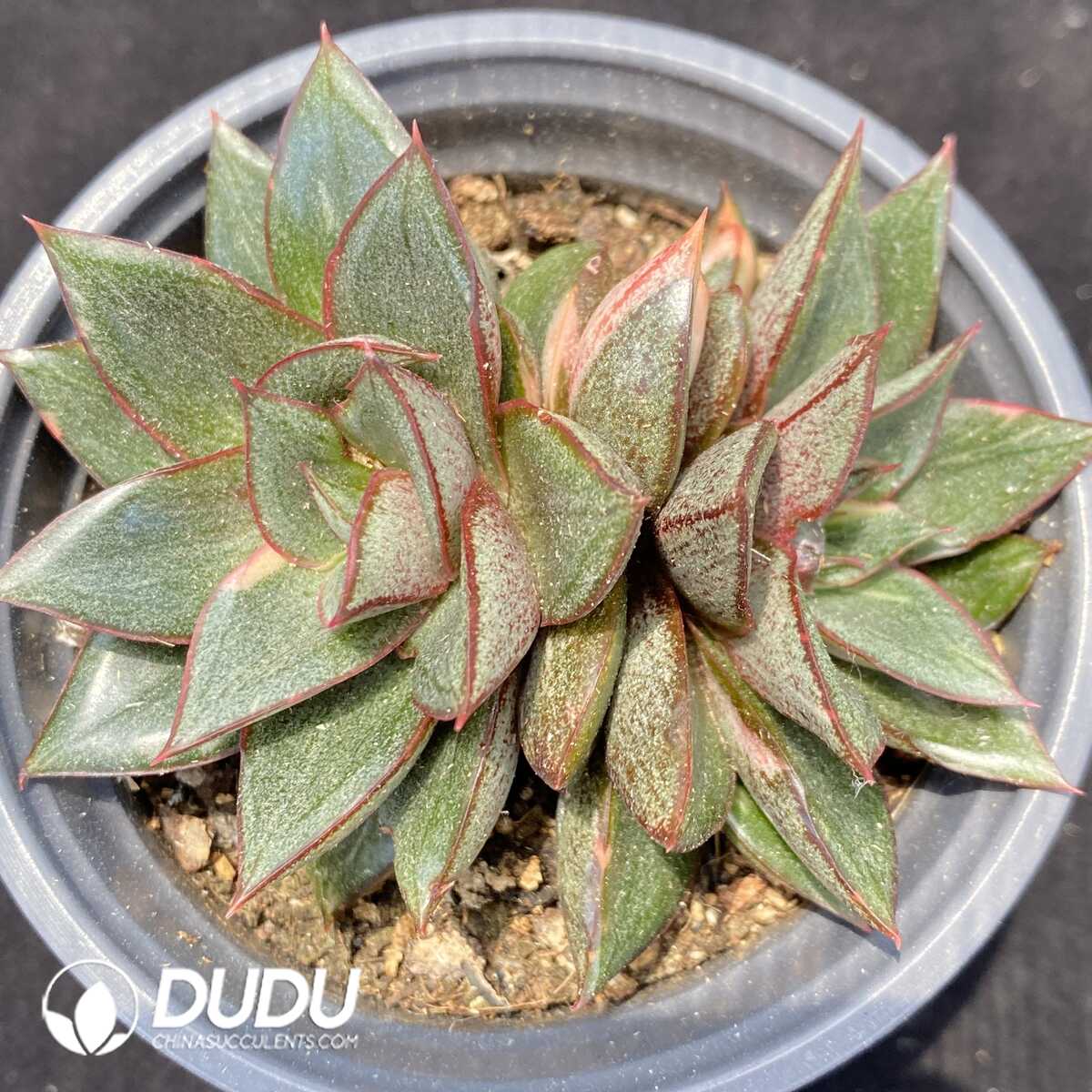 1751014175-e201.jpg Echeveria Monocerotis Variegated Painting Face Double Heads - Image 1