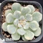 Echeveria Orange Ice Variegated