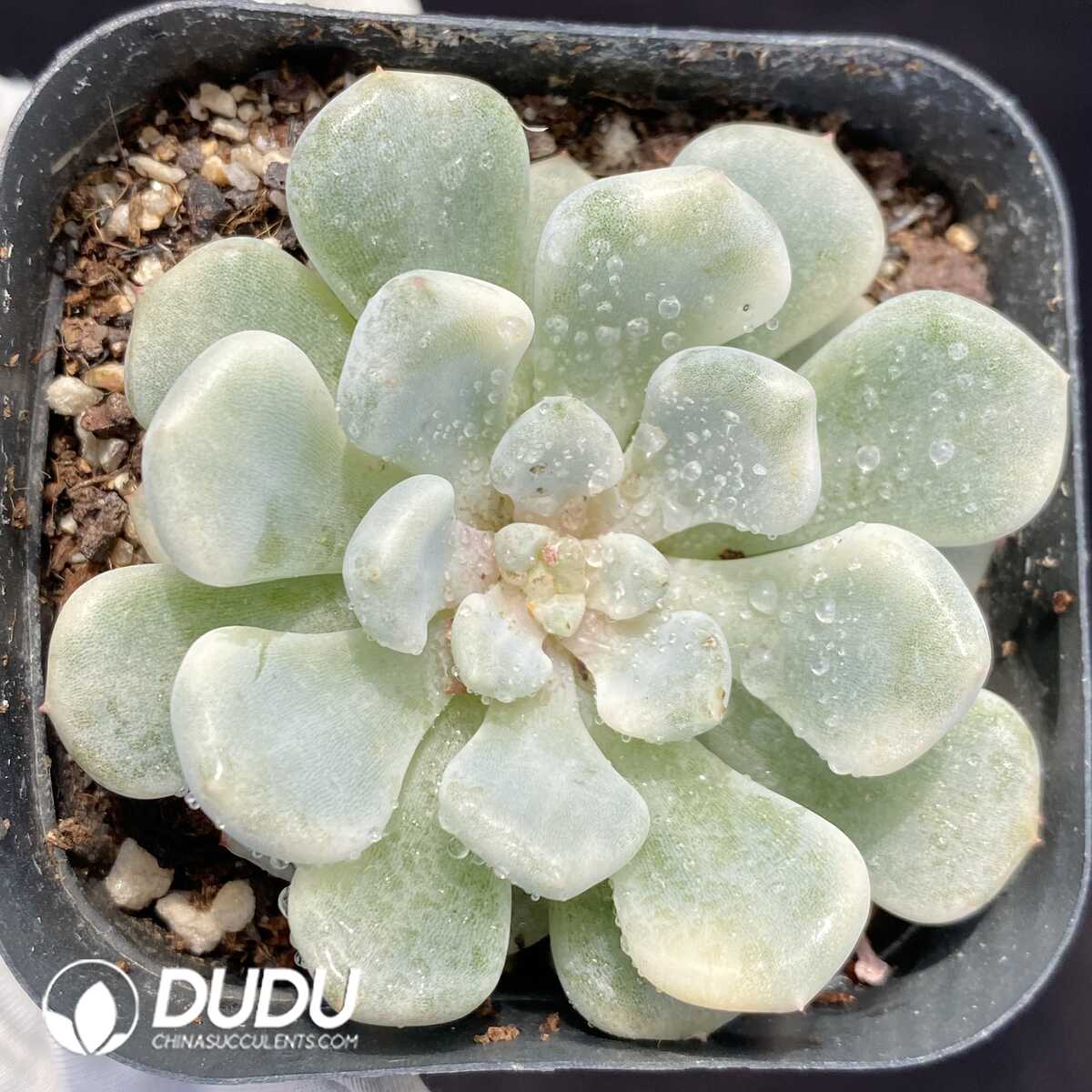 1751014189-e201.jpg Echeveria Orange Ice Variegated - Image 1