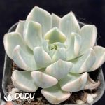 Echeveria Pretty in Pink Variegated - Image 2