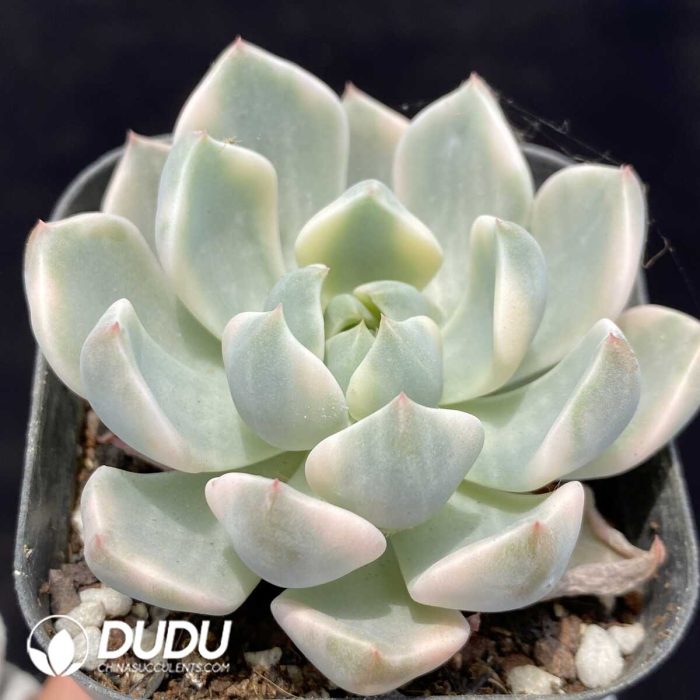 Echeveria Pretty in Pink Variegated - Image 2