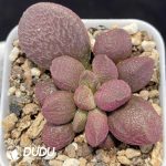 Adromischus Braised Pork