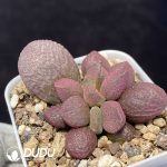 Adromischus Braised Pork - Image 2