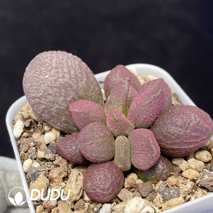 Adromischus Braised Pork - Image 2