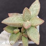 Adromischus Ling Yu