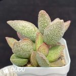Adromischus Ling Yu - Image 2
