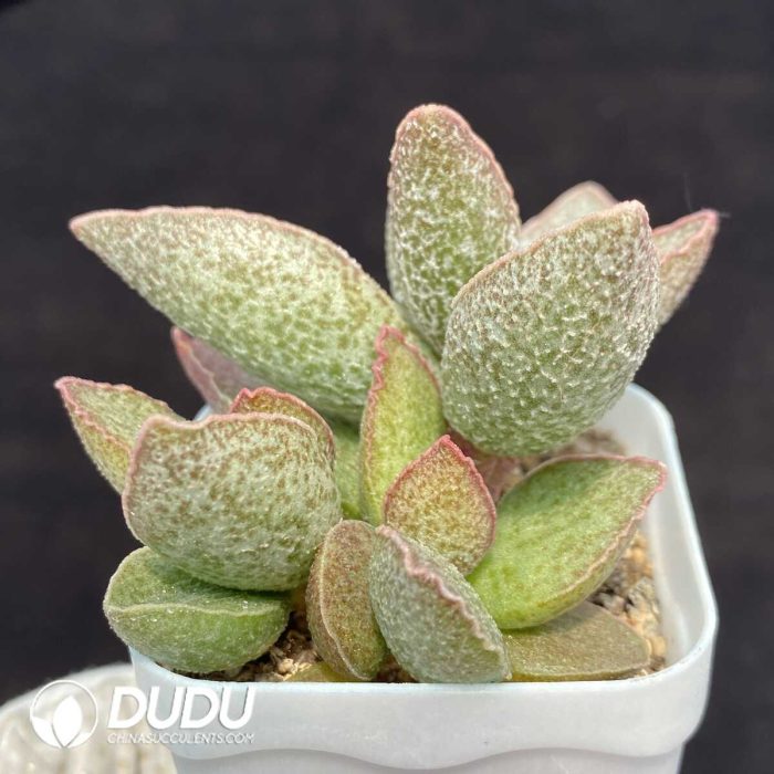 Adromischus Ling Yu - Image 2
