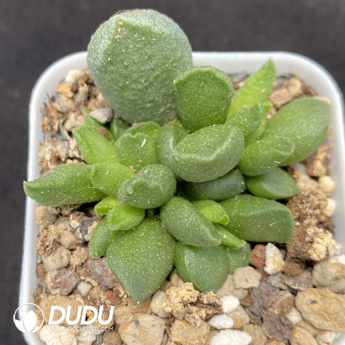 1751014239-e201.jpg Adromischus Seed Grown Little Goldfish - Image 1