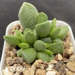 Adromischus Seed Grown Little Goldfish - Image 2