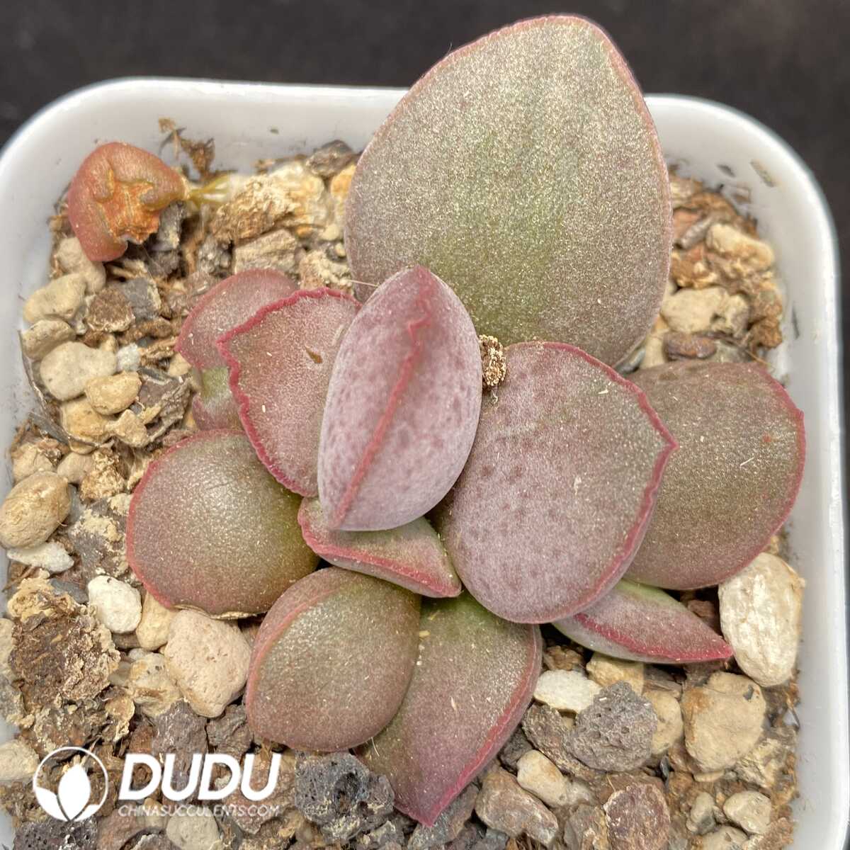 1751014260-e201.jpg Adromischus Yao Guang - Image 1