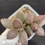 Adromischus Fat Tiger