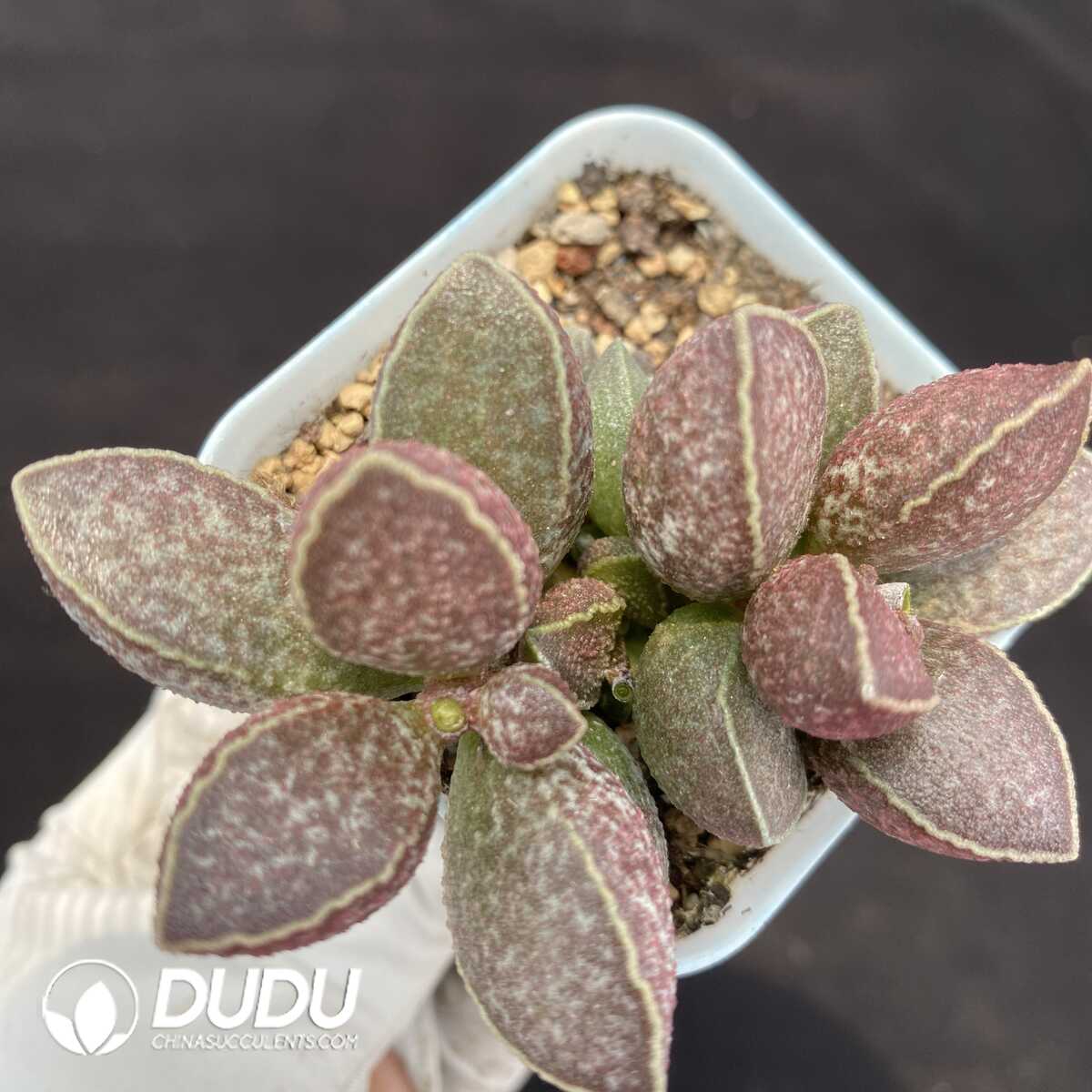 1751014278-e201.jpg Adromischus Fat Tiger - Image 1