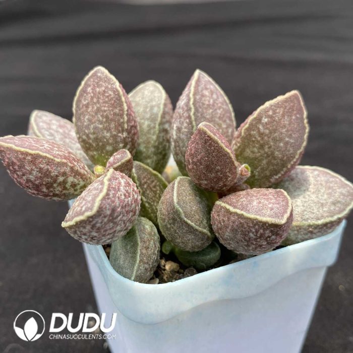 Adromischus Fat Tiger - Image 2