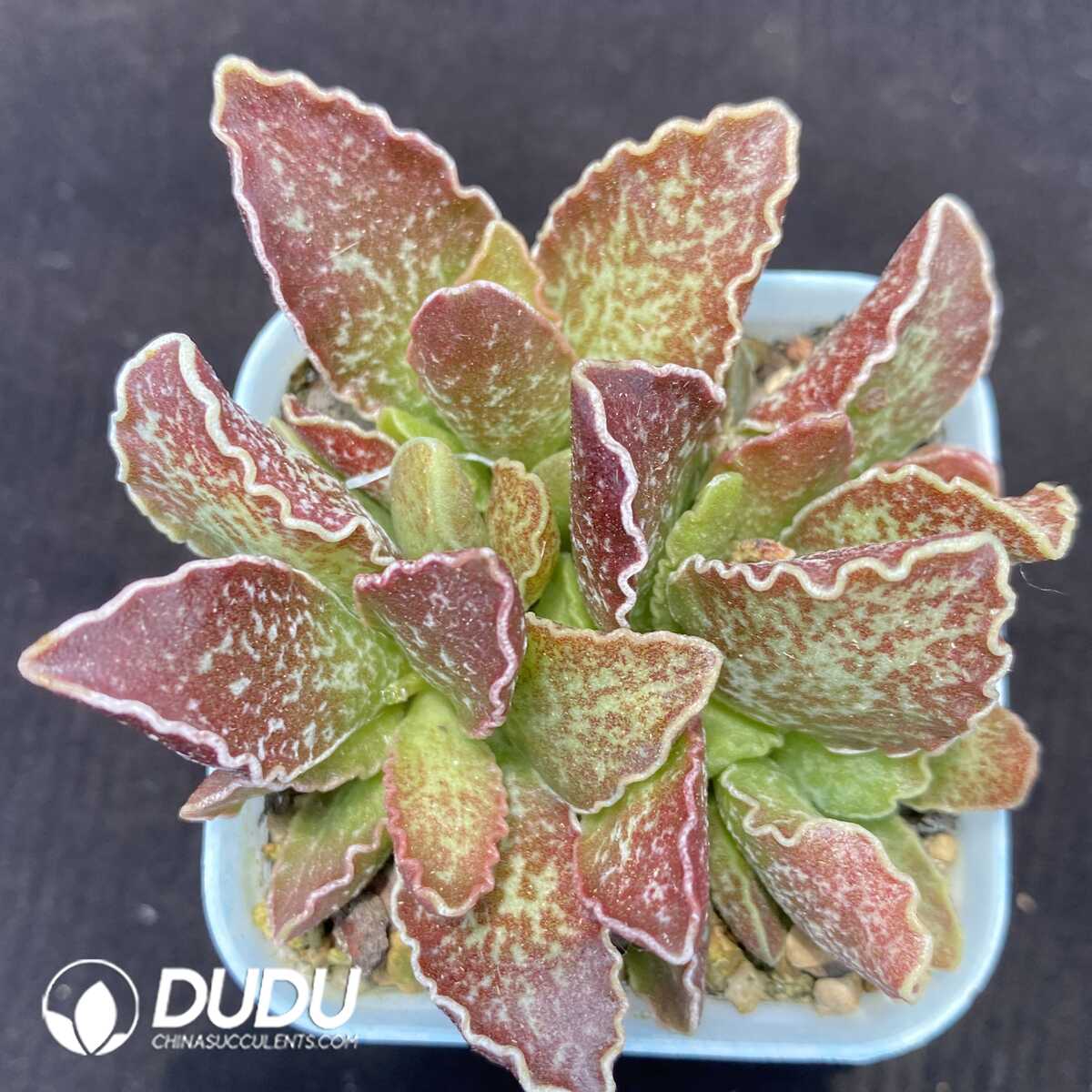 1751014293-e201.jpg Adromischus Big Wave - Image 1