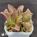 Adromischus Big Wave - Image 2