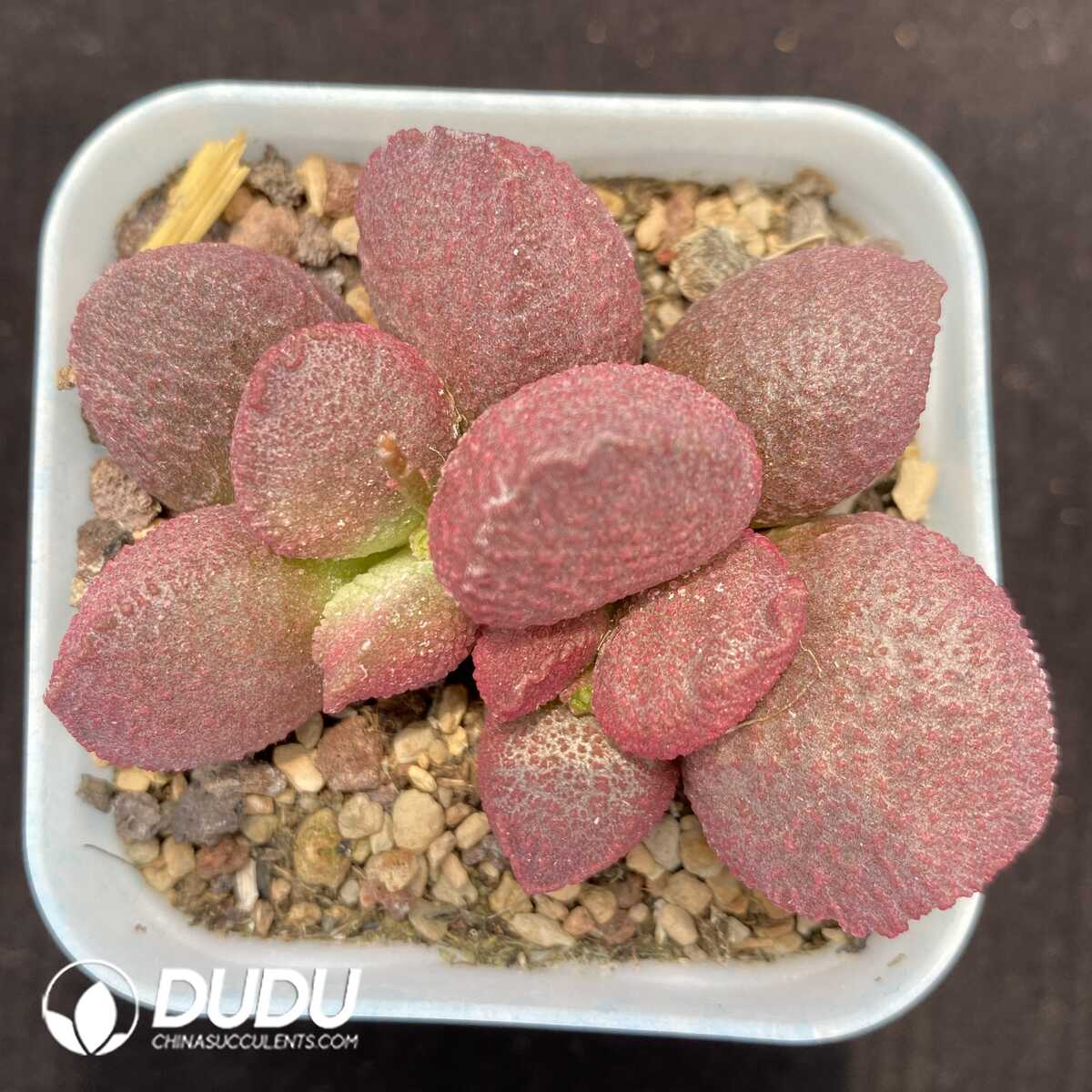 1751014313-e201.jpg Adromischus Eve - Image 1