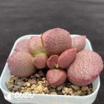 Adromischus Eve - Image 2