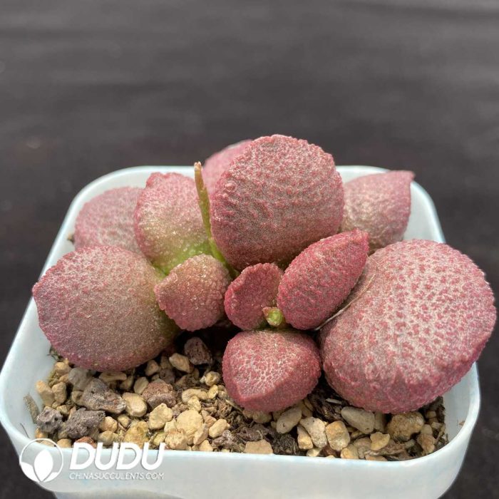 Adromischus Eve - Image 2