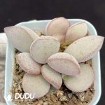 Adromischus Smooth egg
