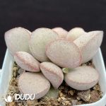 Adromischus Smooth egg - Image 2