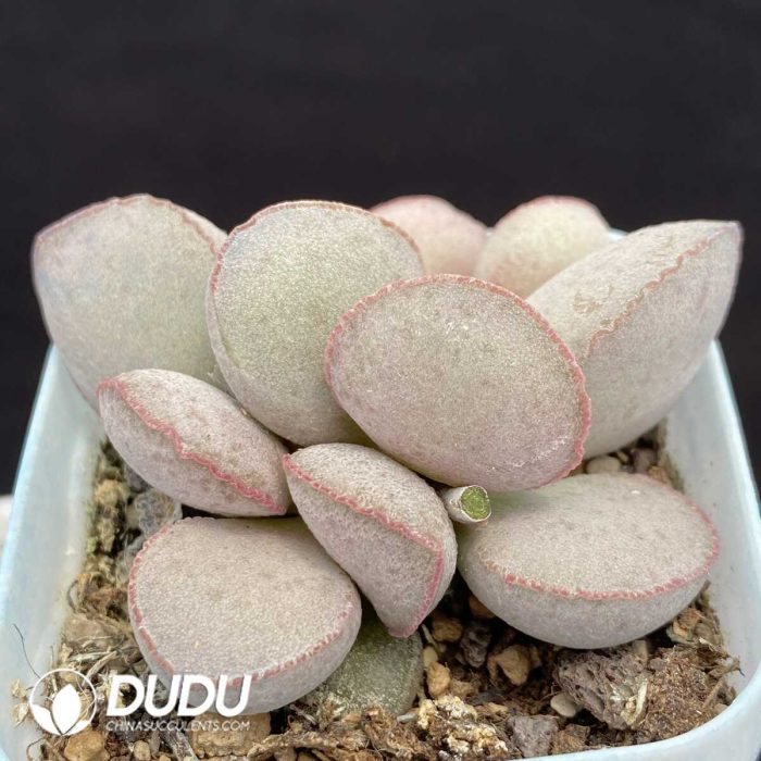 Adromischus Smooth egg - Image 2