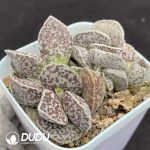 Adromischus Ma Dan