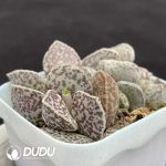 Adromischus Ma Dan - Image 2