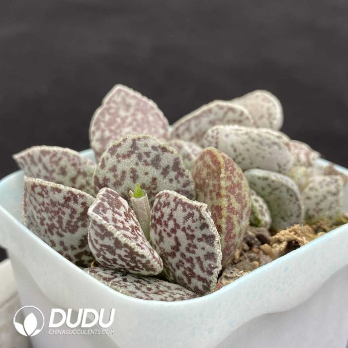 Adromischus Ma Dan - Image 2
